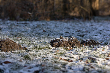 Fototapeta na wymiar Maulwurfshaufen im Garten im Winter