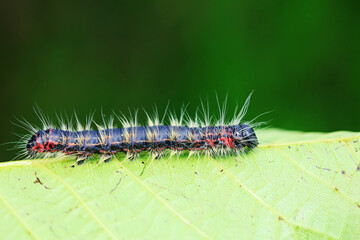 Lepidoptera larvae in the wild, North China