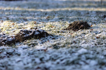Ärgerlicher Maulwurfshaufen auf dem Rasen im Garten im Winter