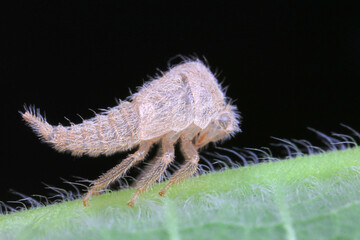 Leaf cicada on wild plants, North China
