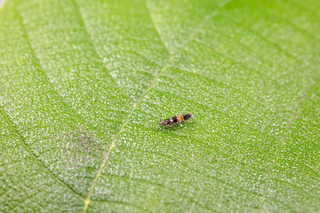 Lepidoptera insects in the wild, North China