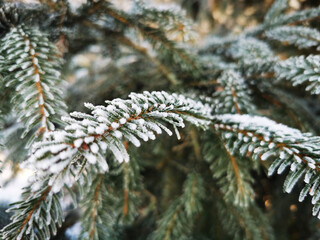 Iglak gałęzie © Monika Janiak-Klicha