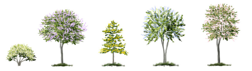 Obraz premium Vector of abstract watercolor tree side view isolated on white background for landscape plan and architecture layout drawing, elements for environment and garden,blossom grass,flower blooming
