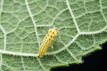 Ladybugs on wild plants, North China