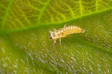 Ladybugs on wild plants, North China