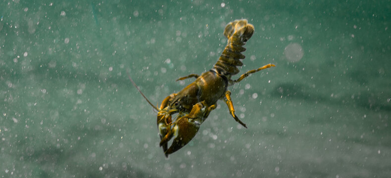 One shrimp in the Traunfall river in Roitham, Austria