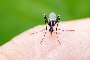 mosquito insect in the wild, North China