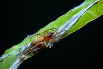Spiders in the wild, North China