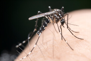 mosquito insect in the wild, North China