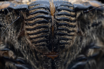 Leaf cicada on wild plants, North China