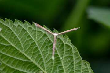 Lepidoptera insects in the wild, North China