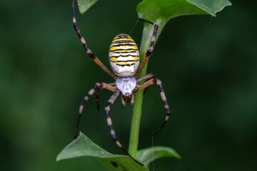 Spiders in the wild, North China