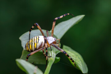 Spiders in the wild, North China