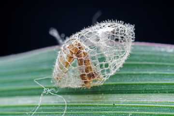 Insect cocoon shells on wild plants, North China