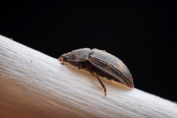 Leaf beetle on wild plants, North China