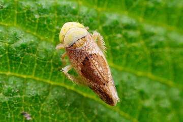 Leaf cicada on wild plants, North China