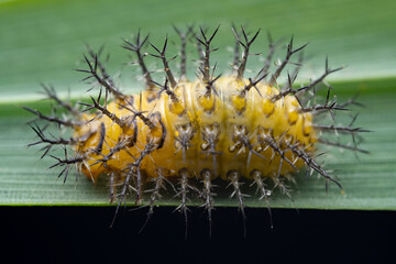Ladybugs on wild plants, North China