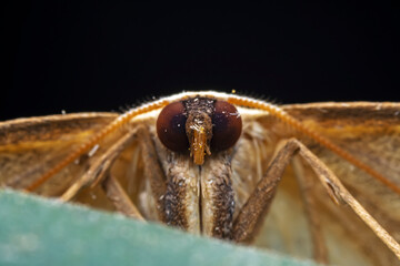 Lepidoptera insects in the wild, North China