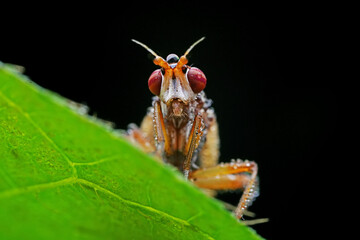 Flies on wild plants, North China