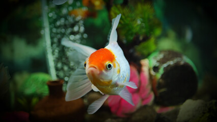 Beautifully colored goldfish swim in the clear aquarium water