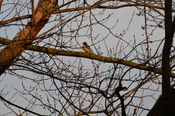 Woodpecker in a Tree