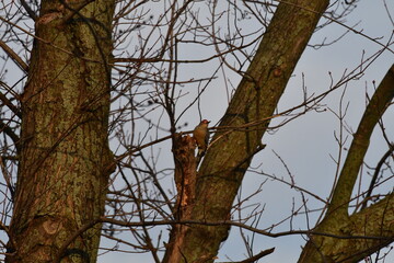 Woodpecker in a Tree
