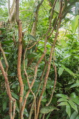 Cinnamon tree in Costa Rica.