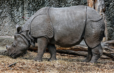 Great indian rhinoceros eats hay in its enclosure. Latin name - Rhinoceros unicornis