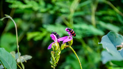 Sword Bean flower and Mylabris variabilis(Yellow Blister Beetle) Insects