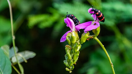 Sword Bean flower and Mylabris variabilis(Yellow Blister Beetle) Insects