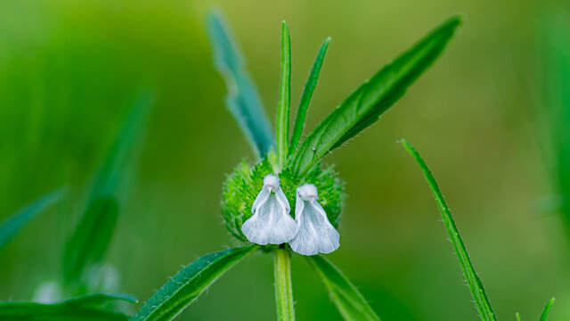 Leucas aspera (thumba chedi) flower in the Indian village