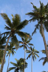 Fototapeta premium beautiful palm trees - Sri Lanka, Asia