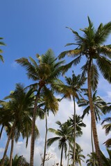 Fototapeta na wymiar beautiful palm trees - Sri Lanka, Asia