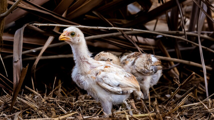 Hen. Indian breed (nattu koli) hen
