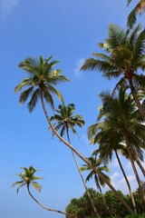 beautiful palm trees - Sri Lanka, Asia