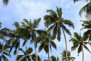 beautiful palm trees - Sri Lanka, Asia