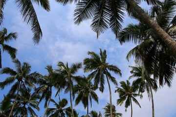 Obraz premium beautiful palm trees - Sri Lanka, Asia