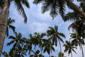 beautiful palm trees - Sri Lanka, Asia