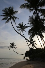 beautiful palm trees - Sri Lanka, Asia