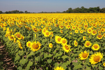 Beautiful field of blooming sunflowers on a background of blue sky.