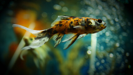 Beautifully colored goldfish swim in the clear aquarium water © Last 4ever