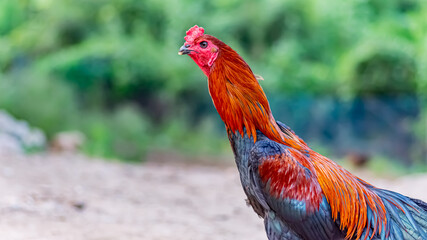 Beautiful Rooster. Indian breed (senkarupu seval) rooster with green background 