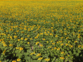 Obraz premium Beautiful field of blooming sunflowers on a background of blue sky.