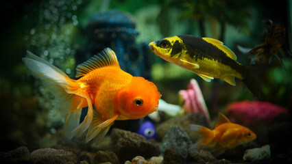 Beautifully colored goldfish swim in the clear aquarium water © Last 4ever