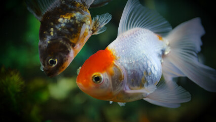 Fototapeta premium Beautifully colored goldfish swim in the clear aquarium water