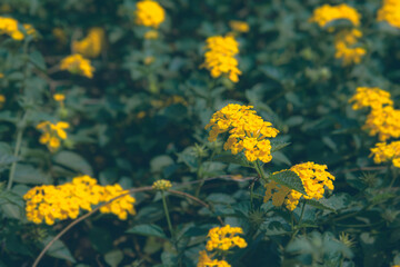 Fototapeta premium Bright yellow flowers in full bloom. Lively garden scene with vibrant yellow blossoms. Colorful field of blooming yellow flowers. Close-up view of yellow wildflowers in nature