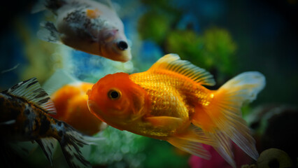 Beautifully colored goldfish swim in the clear aquarium water