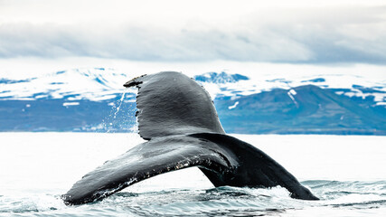 Humpback whales revealing their trademark fluke, while gaining energy for a long and deep dive © Rui