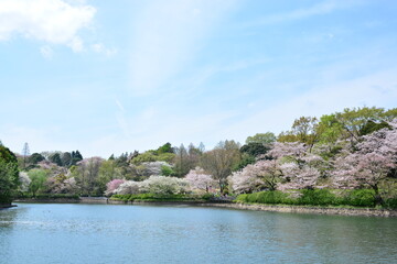 池のほとりに咲く桜の遠景