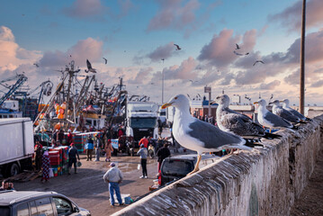 Essaouira, Morocco. October 10, 2021. Seagulls resting on surrounding wall with fish market in...